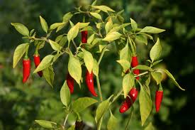 chili plant
